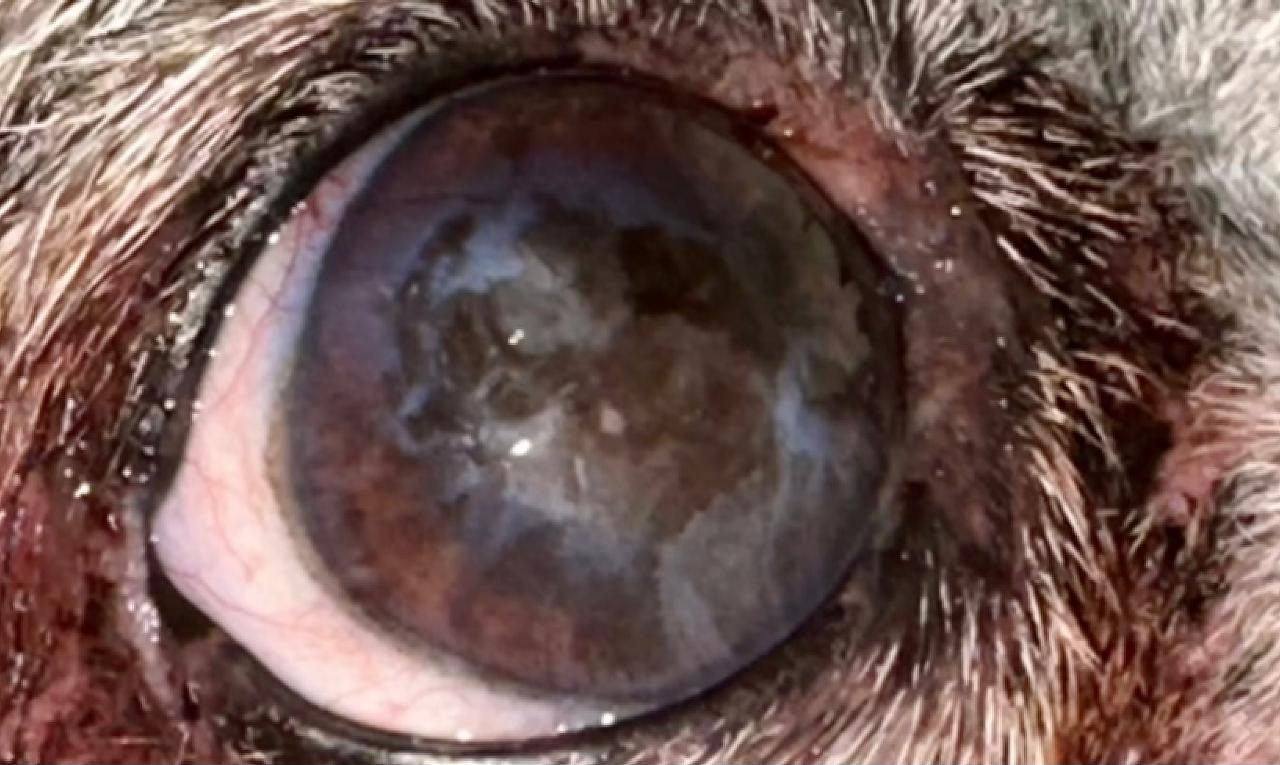 Ceratite: sinais, riscos e quando procurar um oftalmologista veterinário