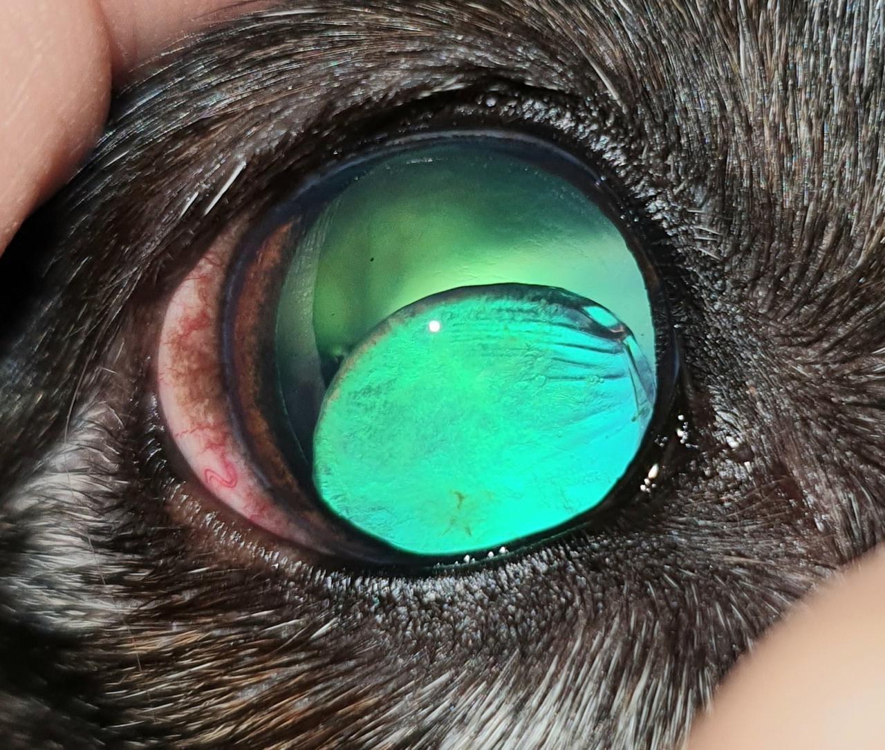 Luxação de cristalino: sinais, diagnóstico e cuidados na oftalmologia veterinária