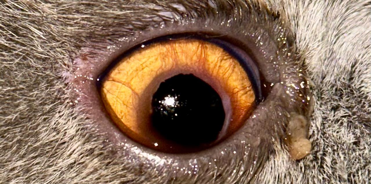 Sequestro corneano felino: sinais, diagnóstico e cuidados na oftalmologia veterinária