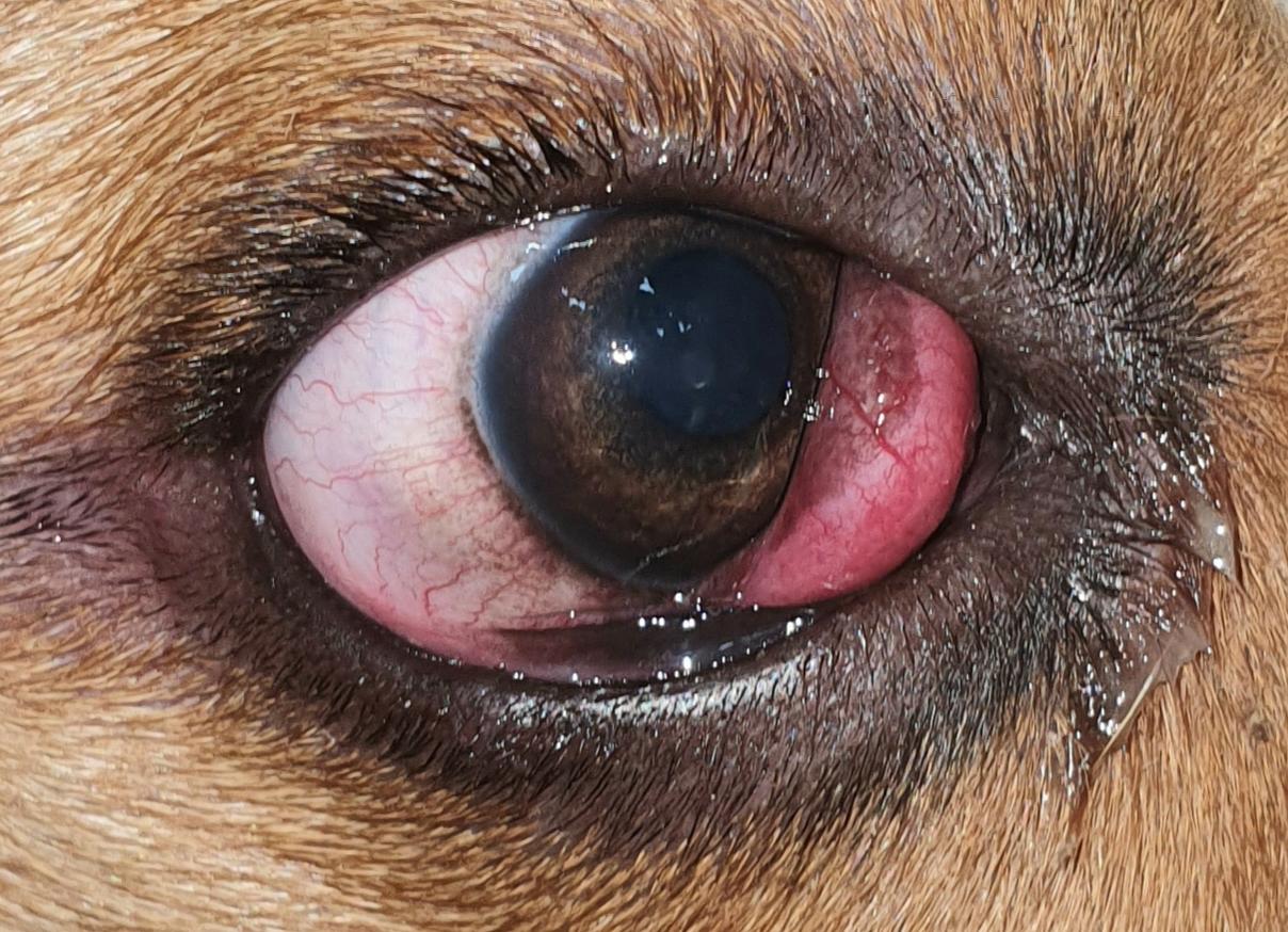 Cherry eye: sinais, diagnóstico e cuidados na oftalmologia veterinária
