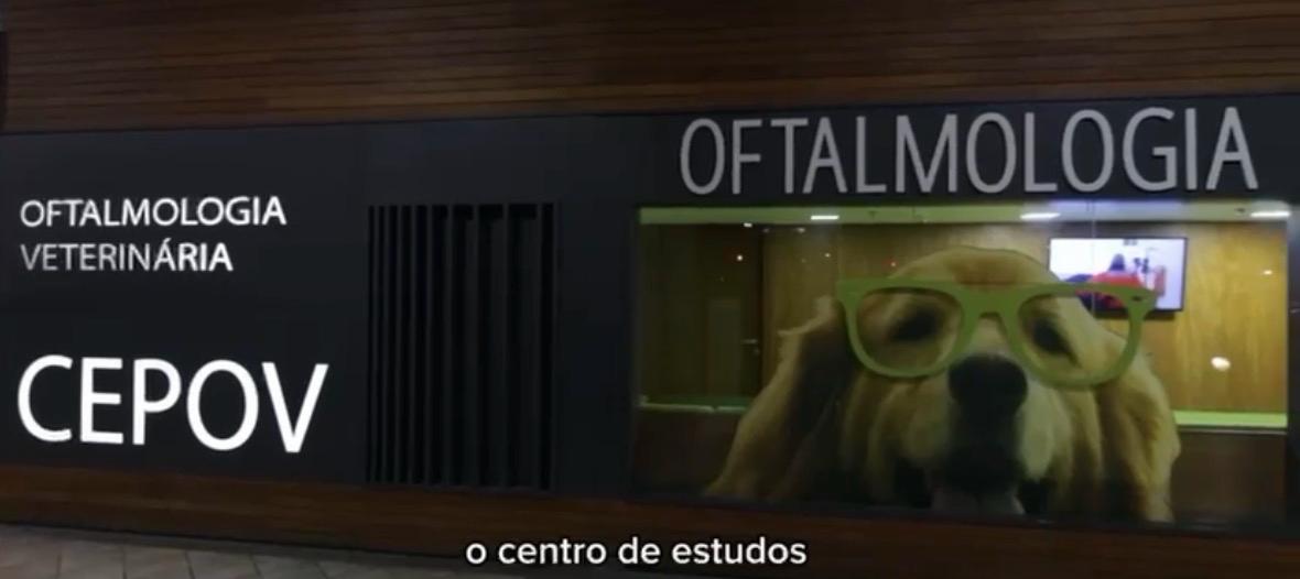 Oftalmologista Veterinário no Rio de Janeiro: diagnóstico e tratamento das doenças oculares de cães e gatos