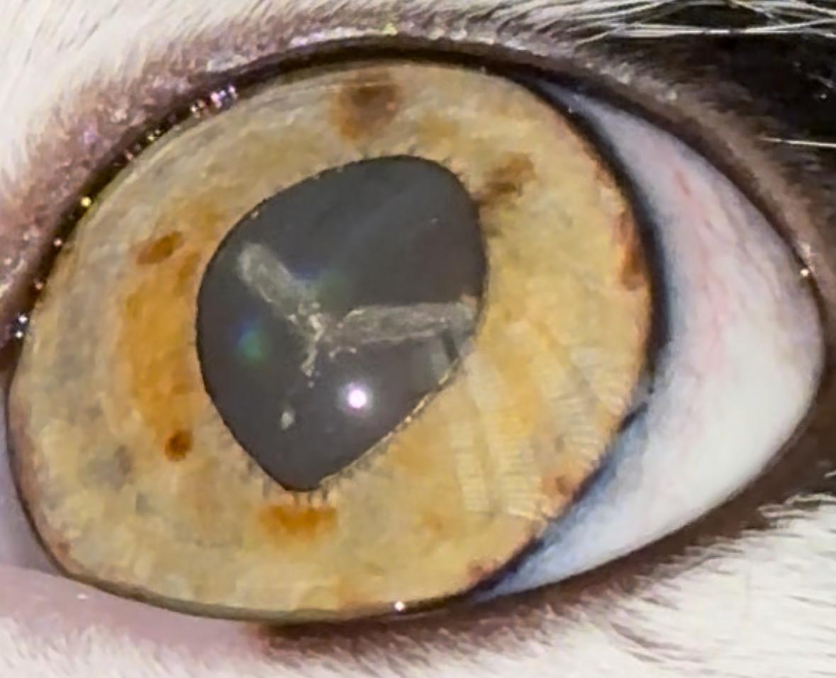 Seu Pet Está com Problema nos Olhos? Guia Completo de Oftalmologia Veterinária no RJ