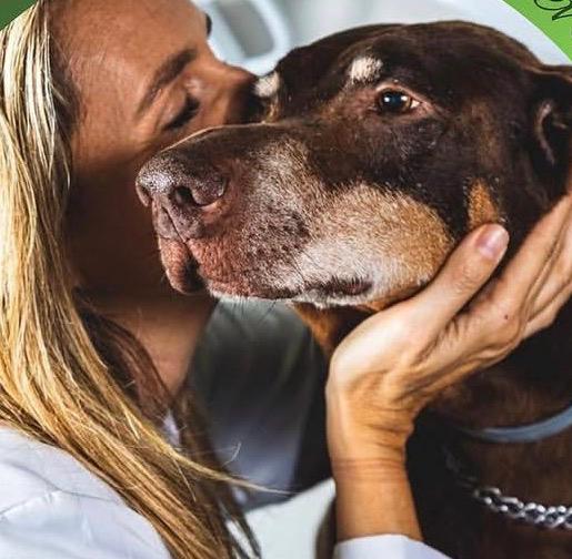 Blefarite em cães: sinais, diagnóstico e cuidados na oftalmologia veterinária