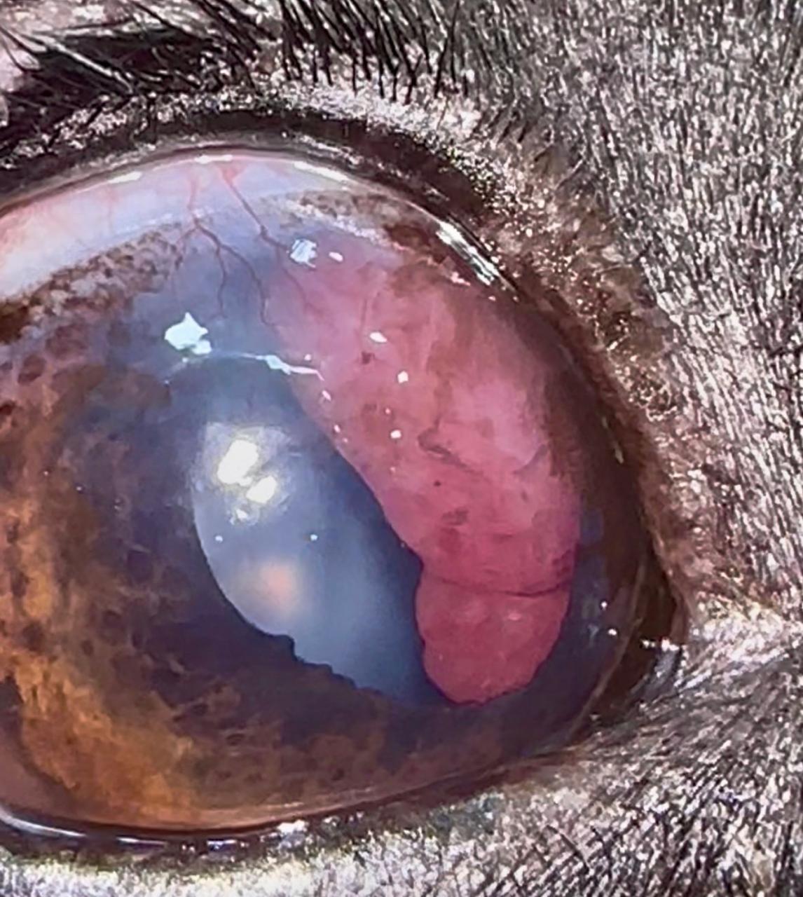 Tumor ocular: sinais, diagnóstico e cuidados na oftalmologia veterinária