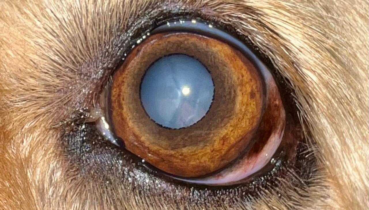 Catarata diabética: sinais, riscos e quando procurar um oftalmologista veterinário