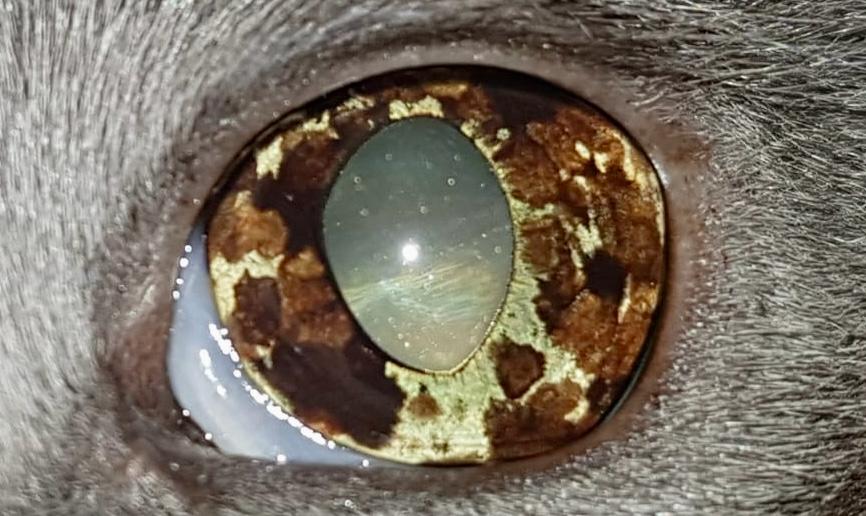 Melanose ocular: sinais, diagnóstico e cuidados na oftalmologia veterinária